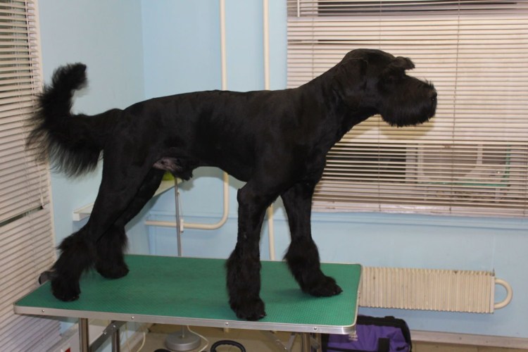 Щенки метисы продажа в Новокузнецке