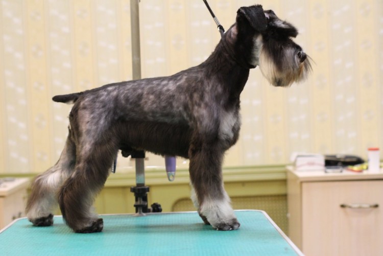 Мальчик мулат