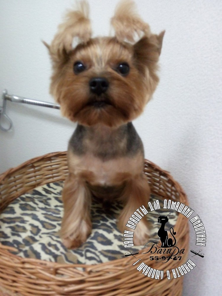 Стрижка метиса Йорка