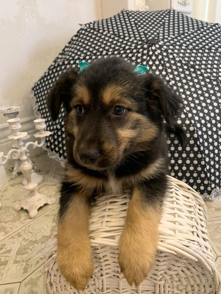 Картинки собаки овчарки