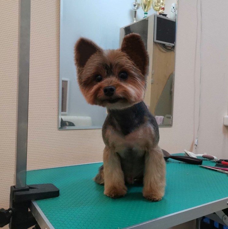 Палевая дворняжка