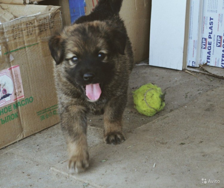 Гигиеническая стрижка щенка