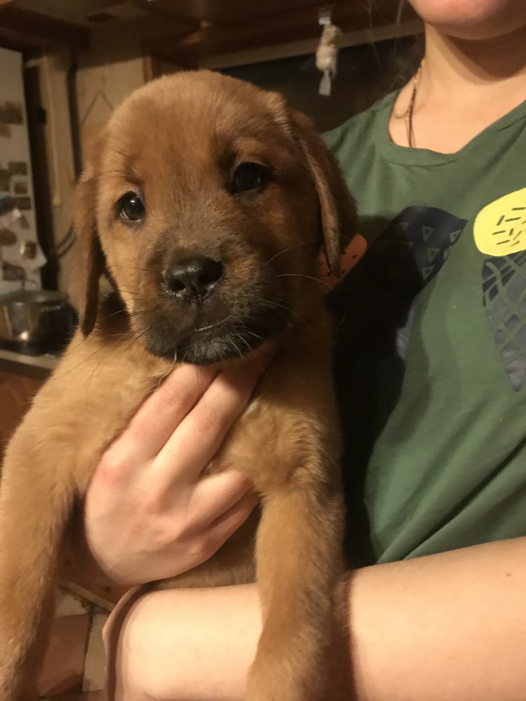 Стрижка больших собак