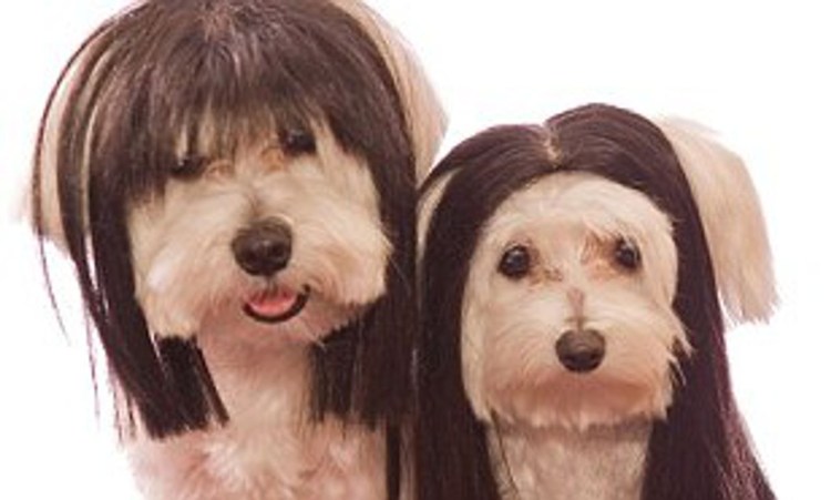 Русская гончая борзая