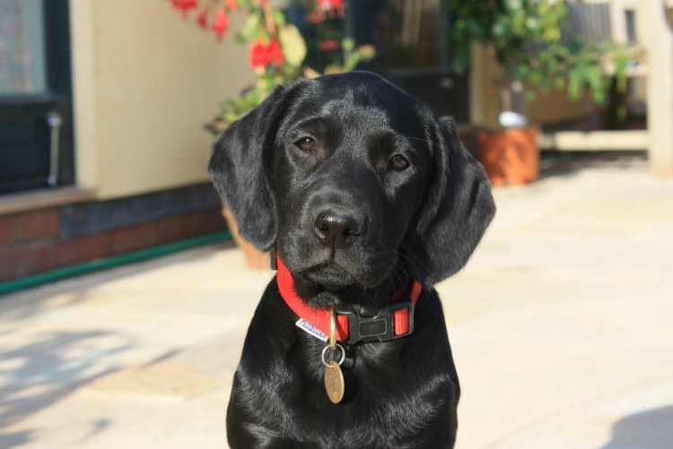 Кане Корсо Тигран