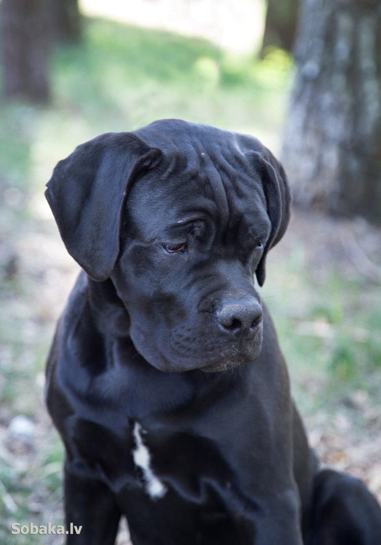 Кане Корсо собака