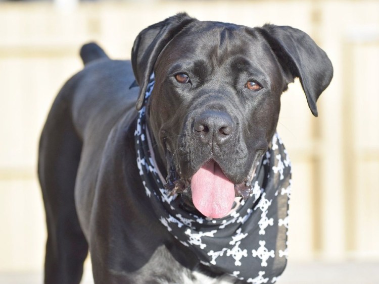 Афганская борзая гончая