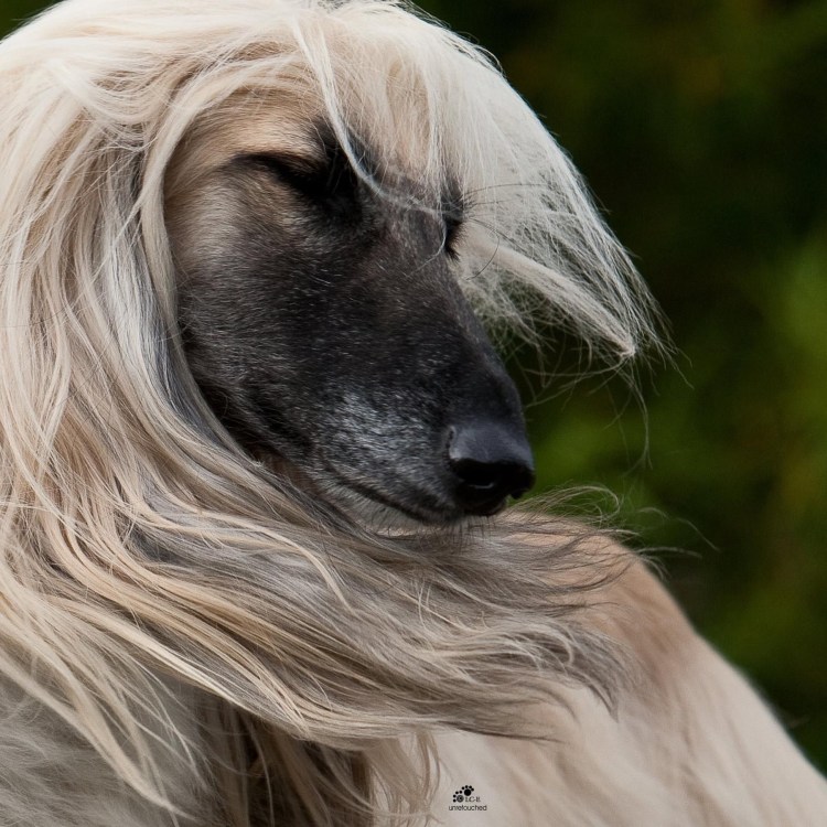 Бордер колли и немецкая овчарка