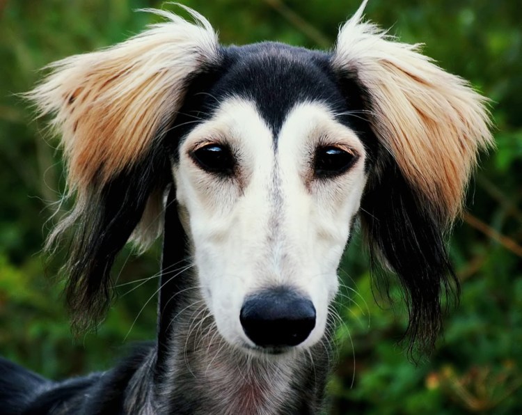 Афганская овчарка