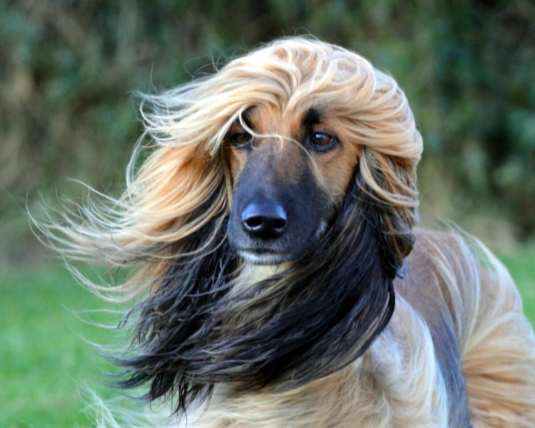 Порода собак лабрадор черный