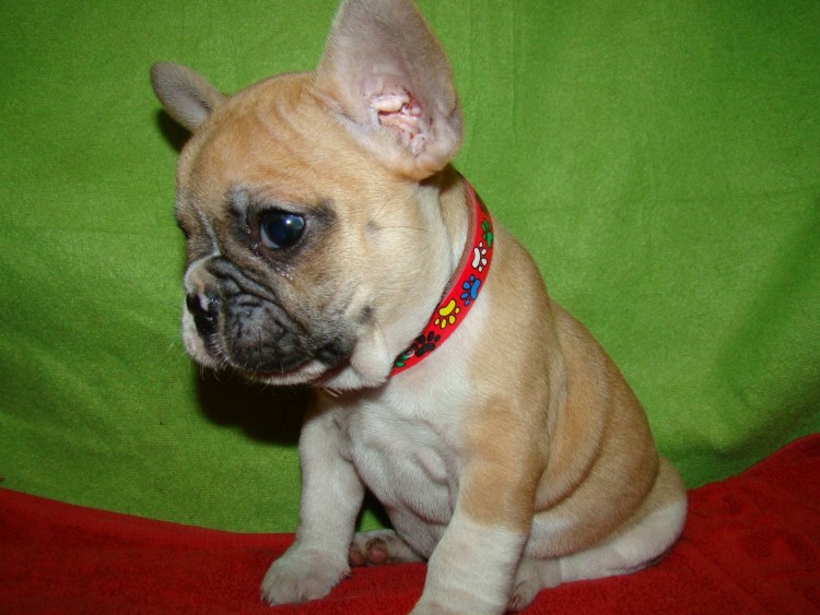 Метис французского бульдога и чихуахуа