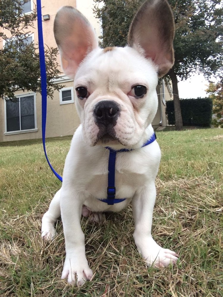 Смесь французского бульдога с чихуахуа