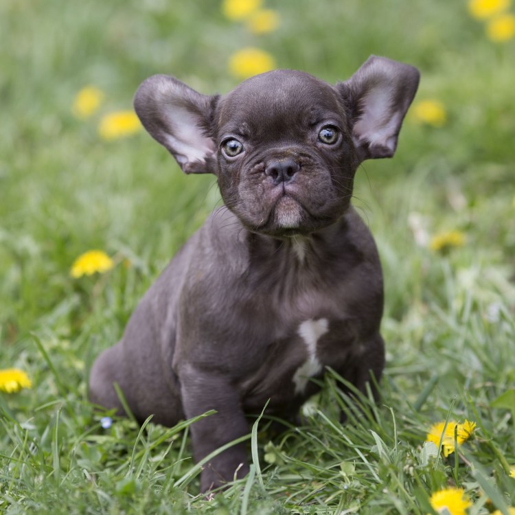 Метис французского бульдога и чихуахуа