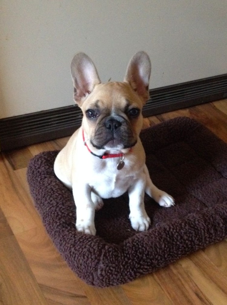 Метис МОПСА И чихуахуа