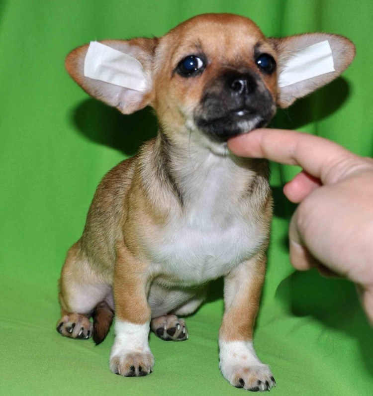 Метис французского бульдога и чихуахуа
