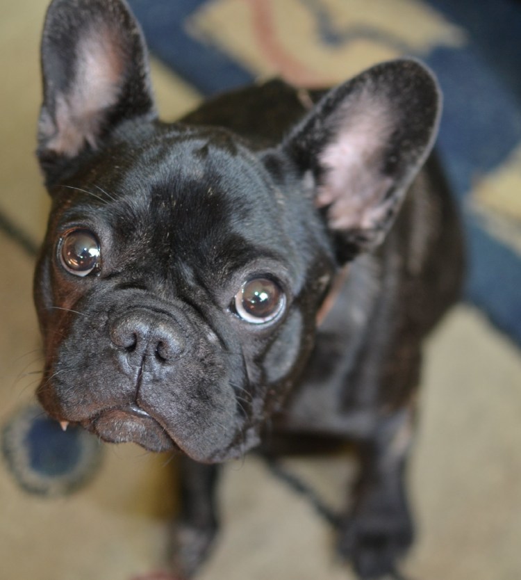 Помесь МОПСА И китайской хохлатой