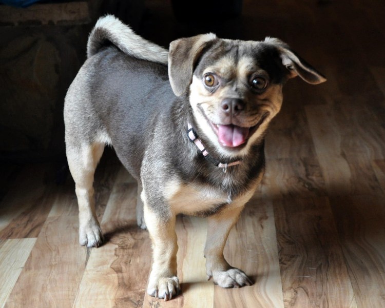 Метис французского бульдога и пинчера