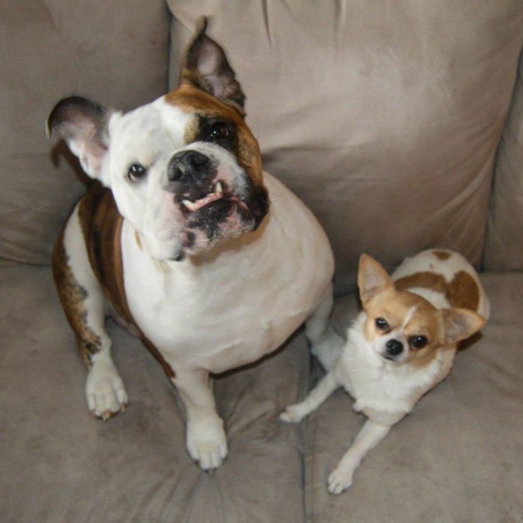 Помесь французского бульдога