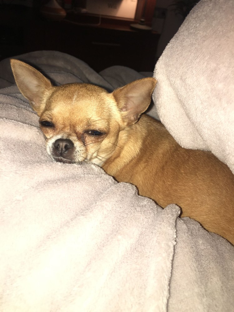 Бульдоги 90х