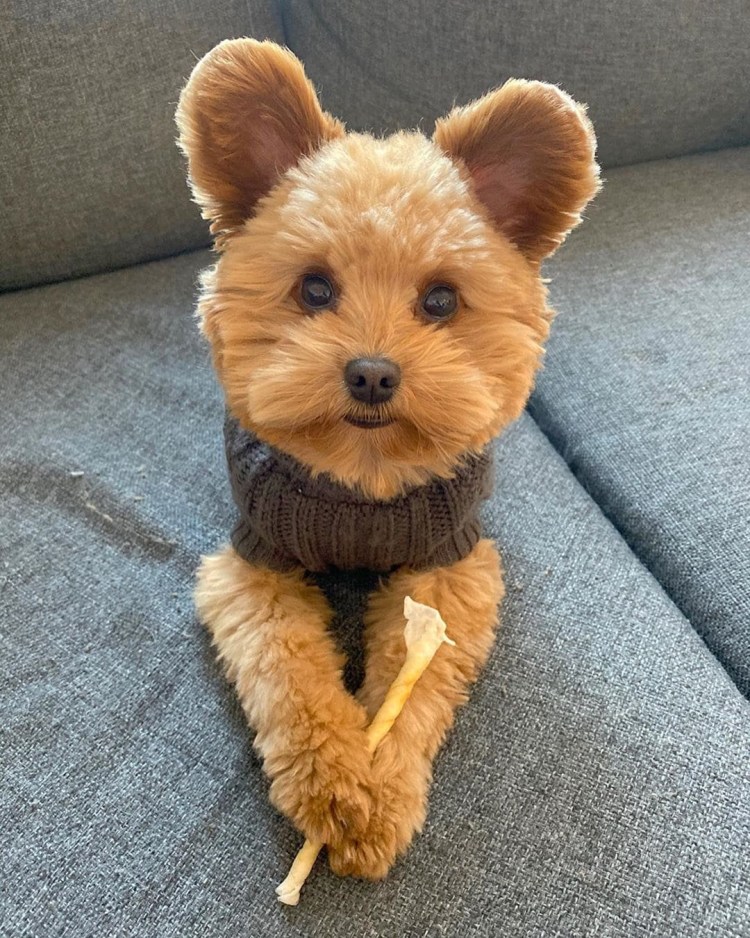 Порода собак мишка Тедди