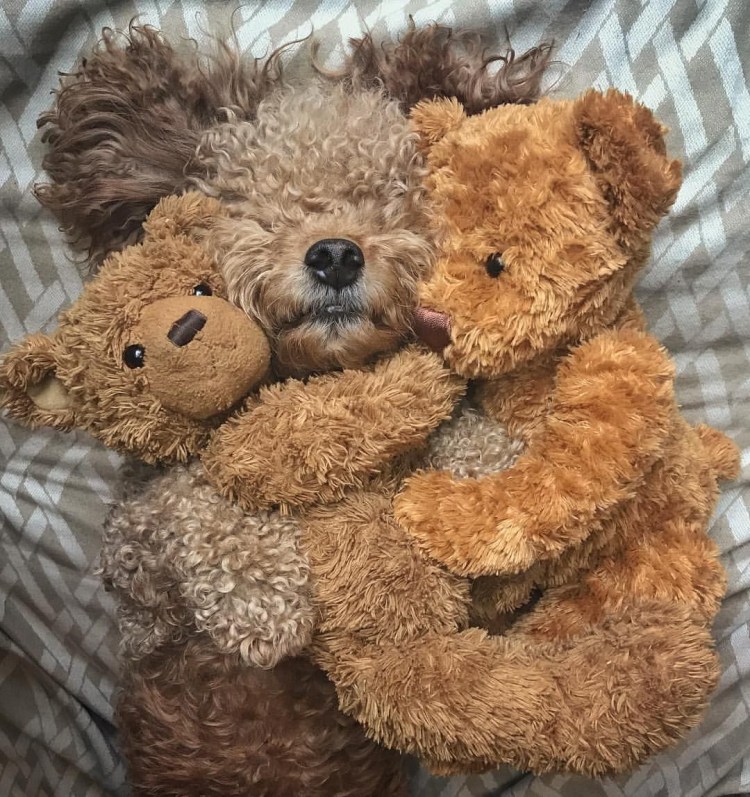 Щенки мишки Тедди