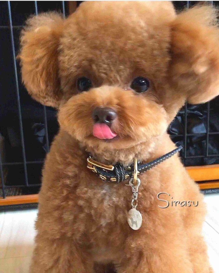 Собачка Тедди цена