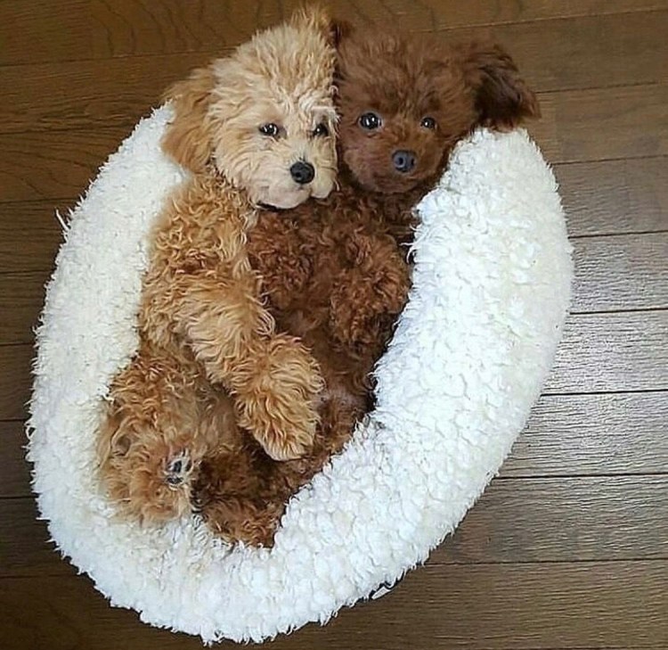 Тикап Тедди пудель