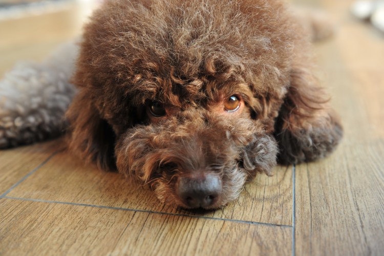 Собака Тедди Беар