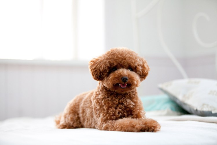 Toy Teddy Poodle