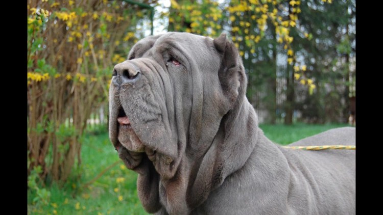 Мастиф собака Неаполитанская