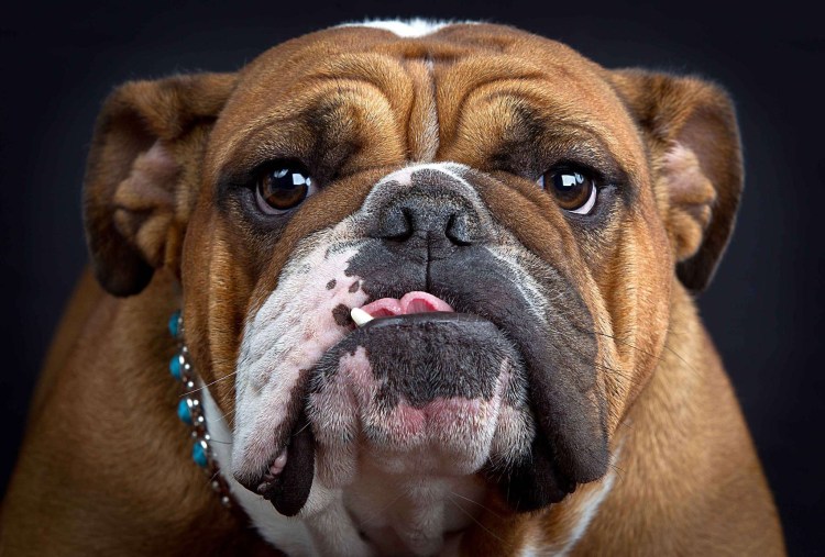 Собака бульдог
