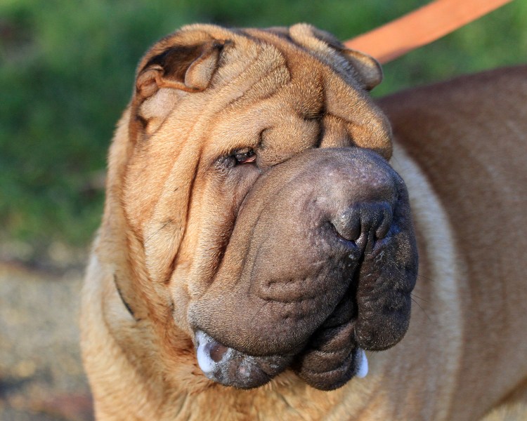 Щекастые собачки