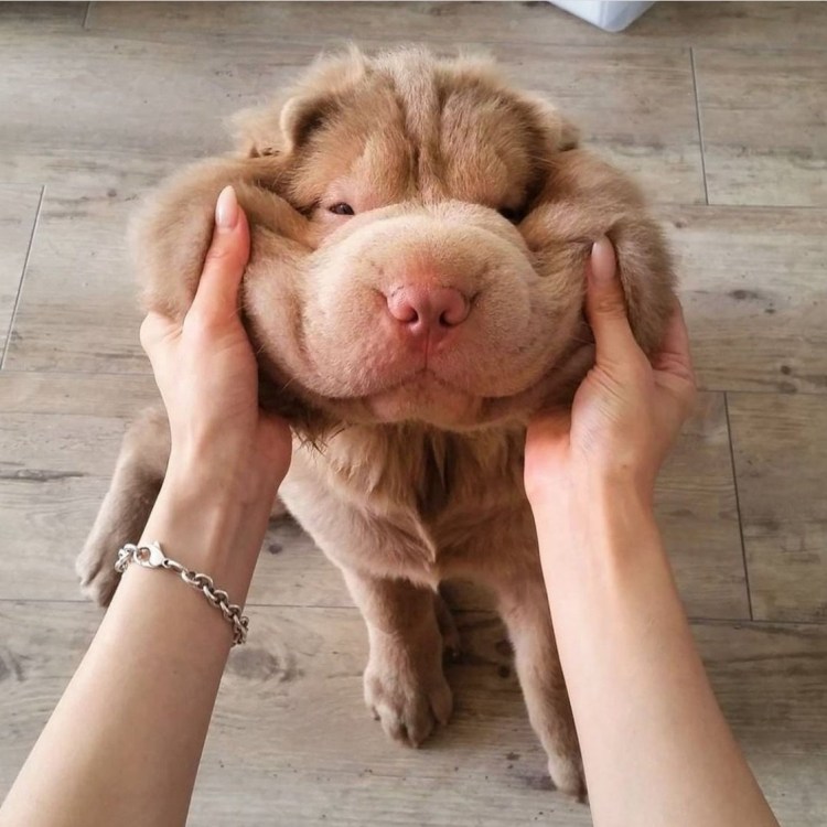 Собака с необычным носом