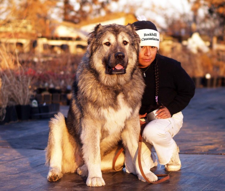 Нагази Грузинская овчарка