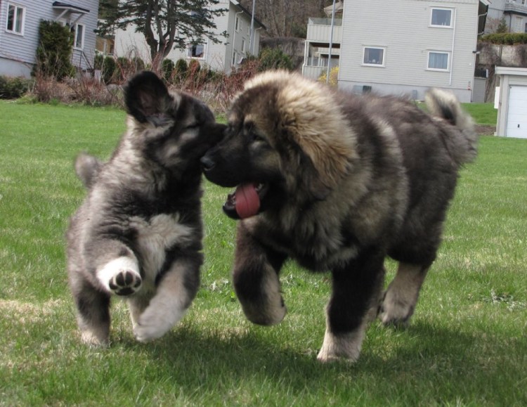 Грузинская Горная овчарка