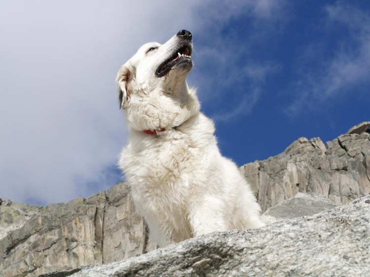 Сербская низинная овчарка