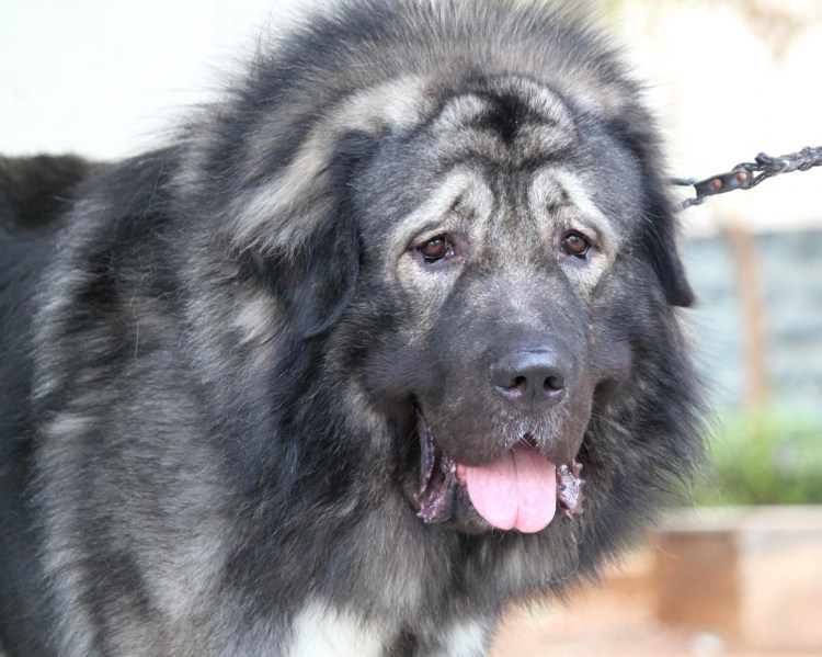 Кавказская овчарка волкодав