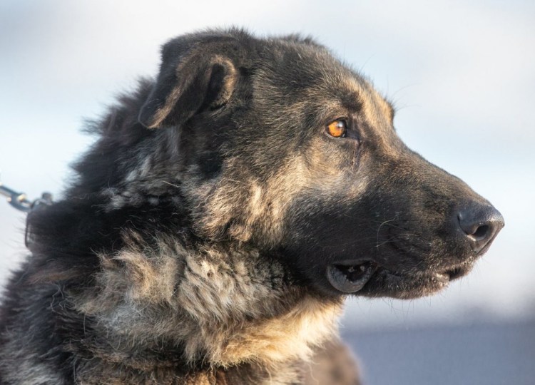 Нагази Грузинская овчарка