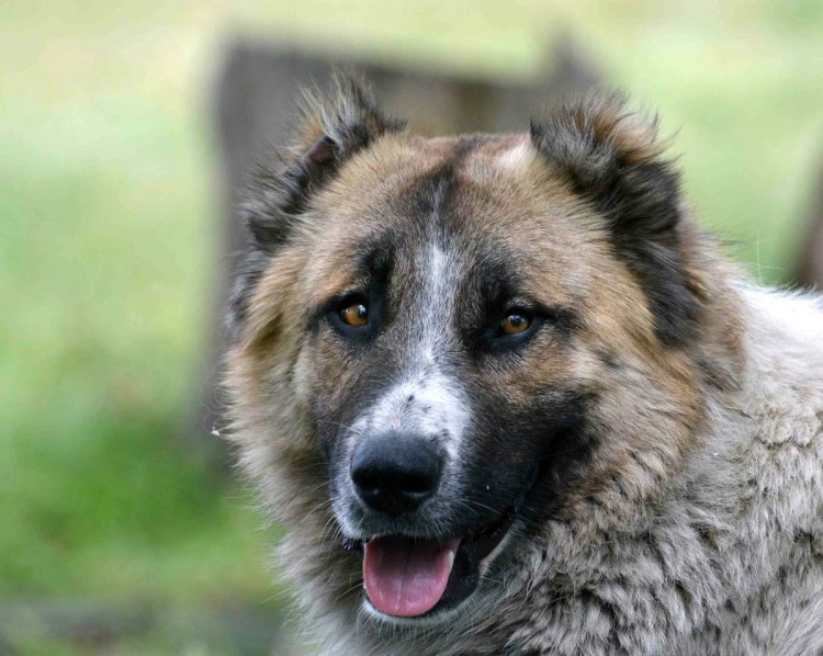 Немецкая овчарка волкодав
