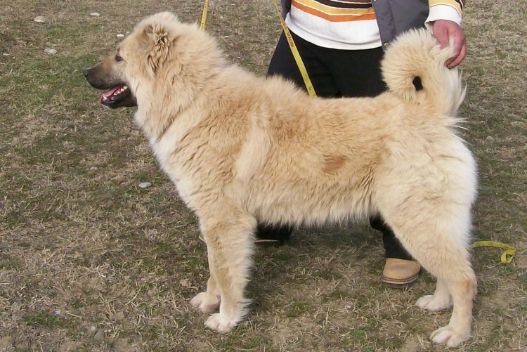 Нагази Грузинская овчарка