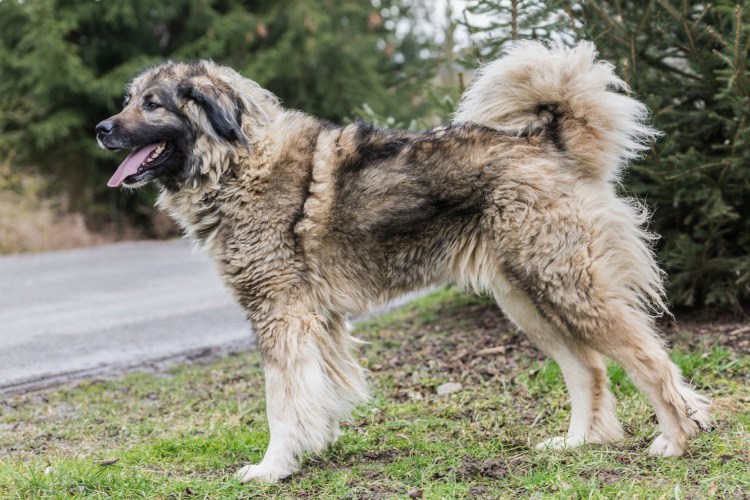 Нагази Грузинская Горная сторожевая собака