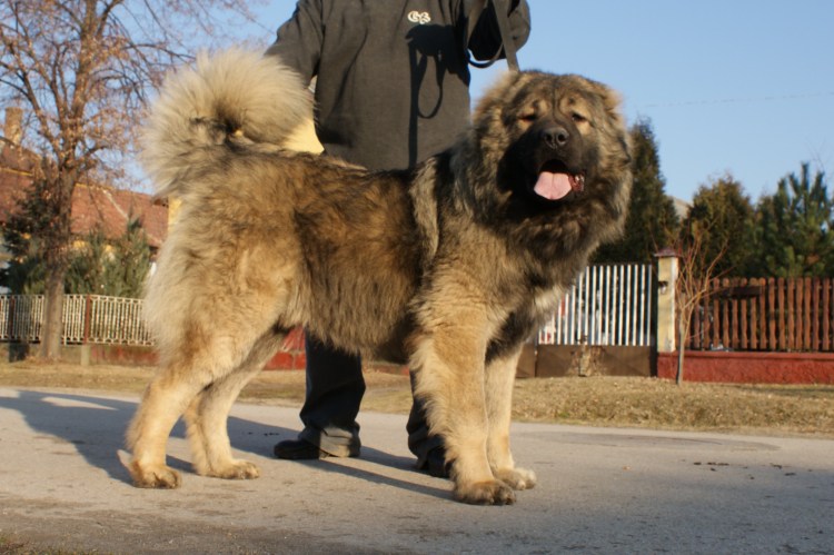 Волкодав Среднеазиатская овчарка алабай