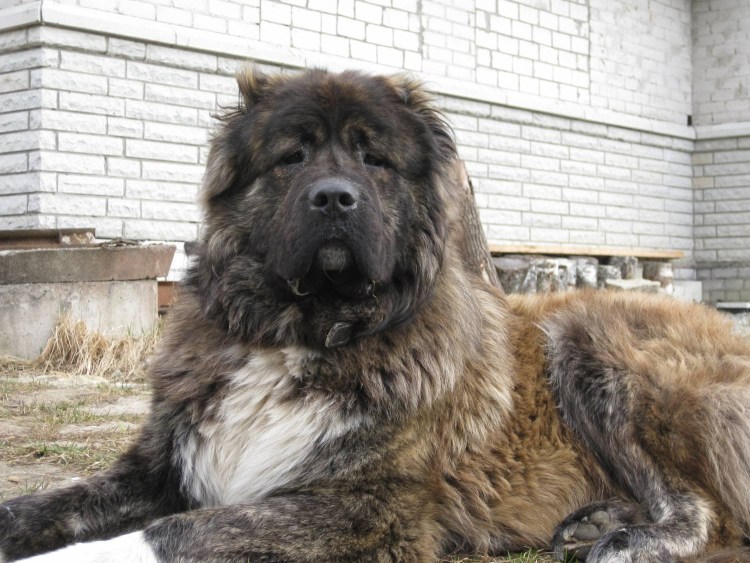 Грузинская Кавказская овчарка