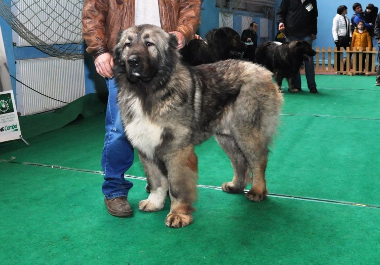 Нагази Грузинская овчарка