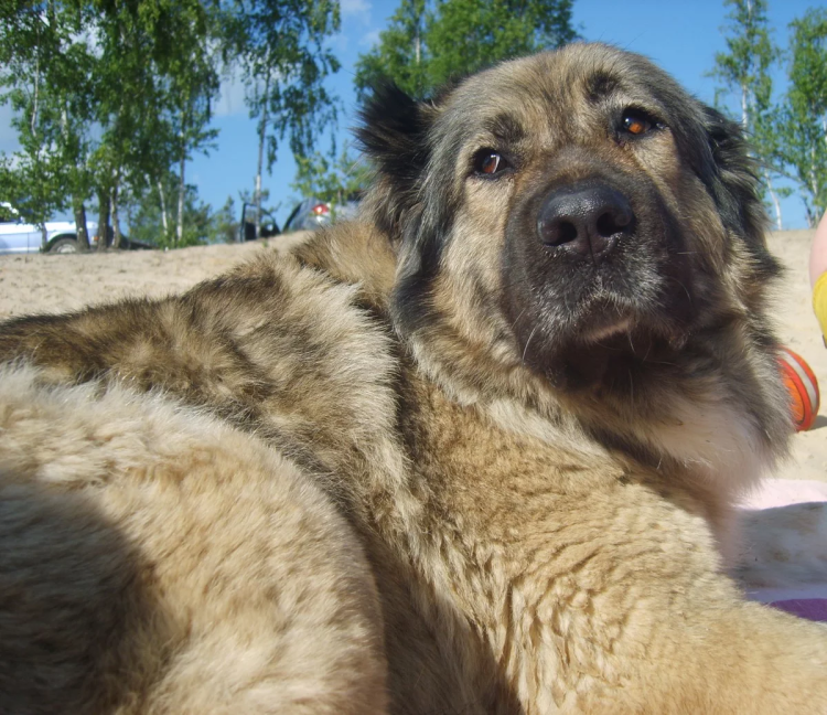 Грузинская овчарка Горная пастушья