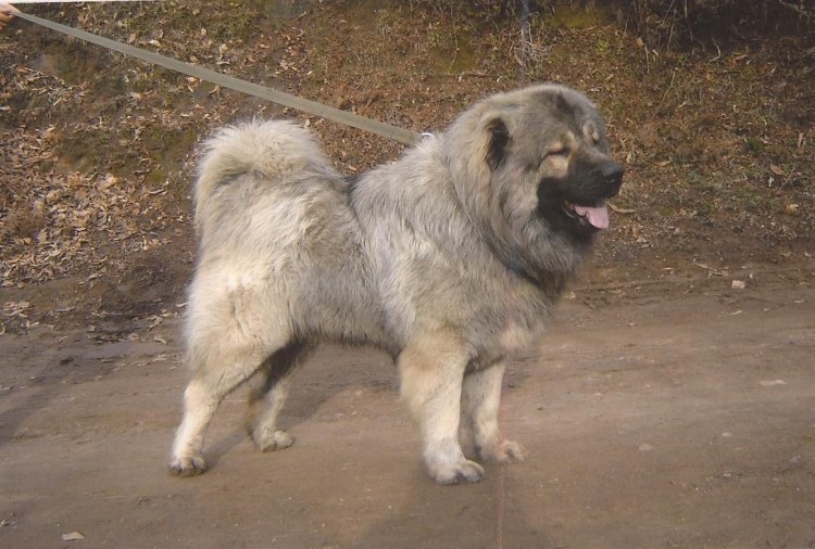 Кавказская овчарка