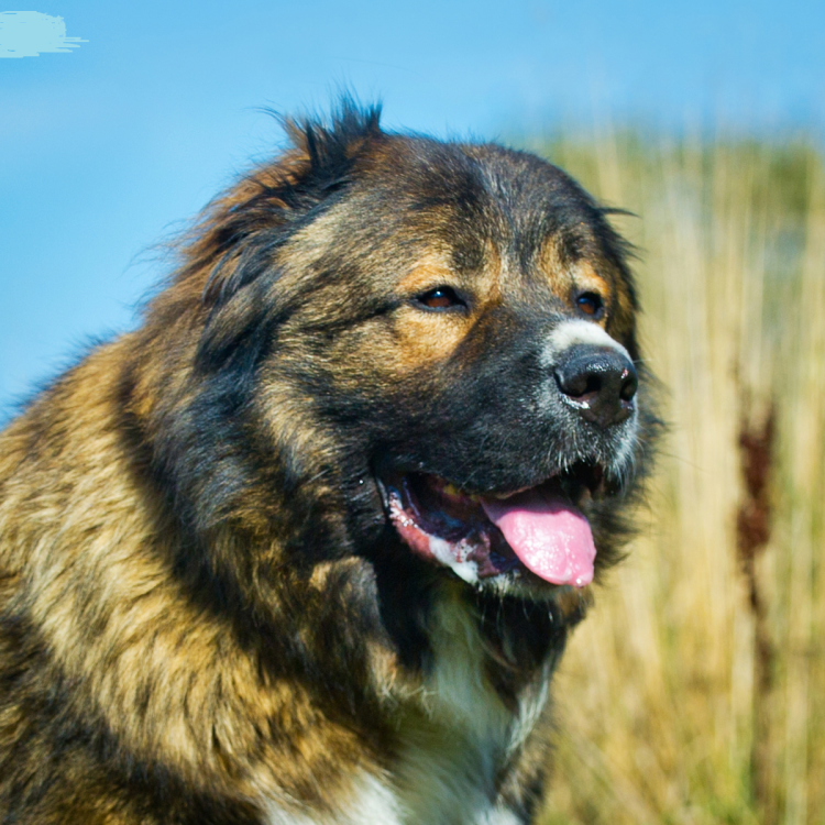 Грузинская Горная овчарка