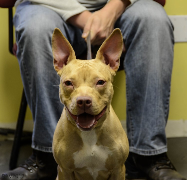 Питбуль с необрезанными ушами