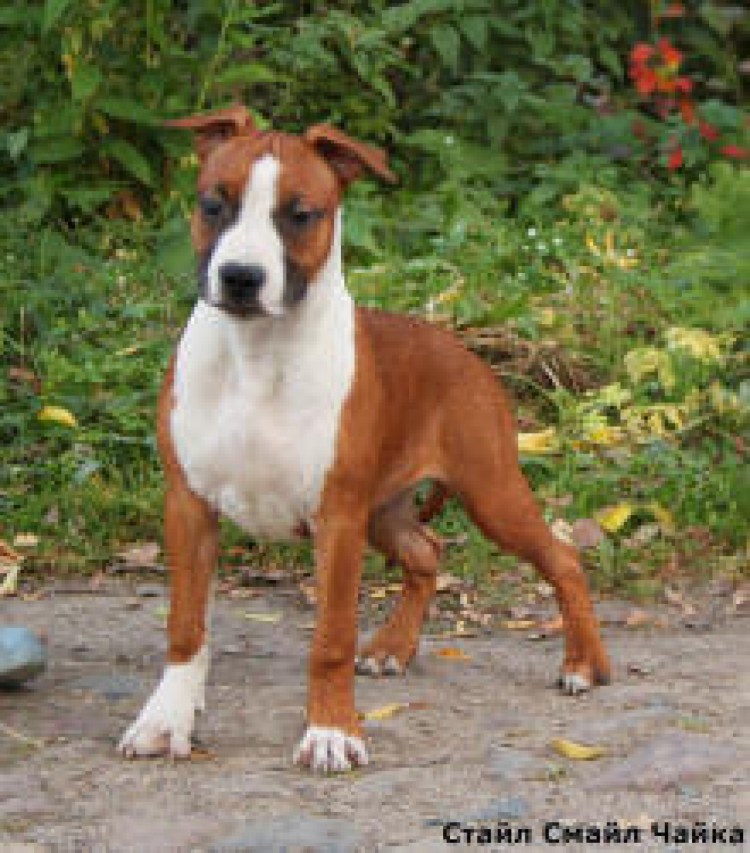 Амстафф девочка