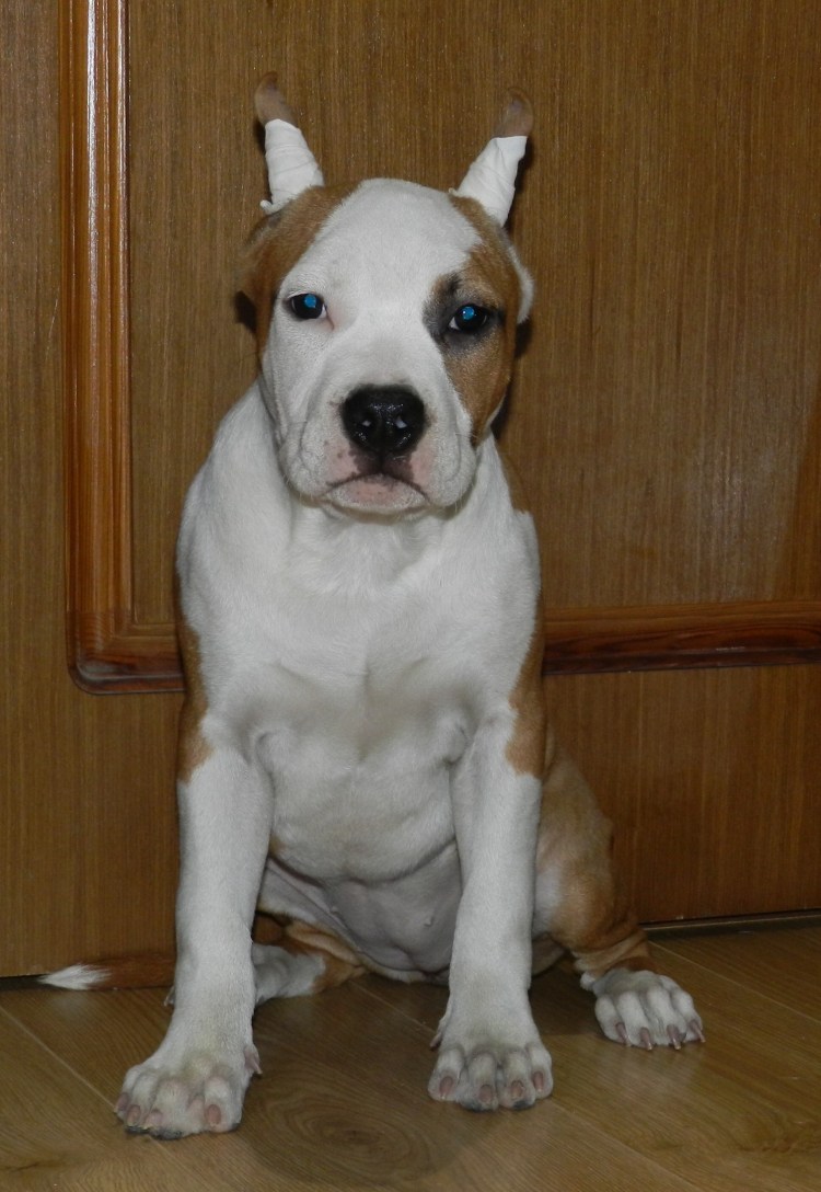 Стаффордширский терьер не курирован